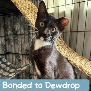 Diva Houston -  Domestic Short Hair Cat for Adoption in Denver, Colorado - Diva Houston | PetCurious