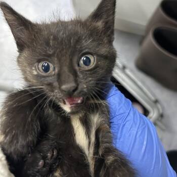 Gloria -  Domestic Short Hair Cat for Adoption in Charlottesville, Virginia - Gloria | PetCurious