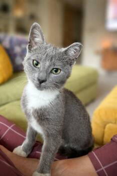 Domestic Short Hair Cats Available for Adoption in Darien, Georgia - Sonny | PetCurious