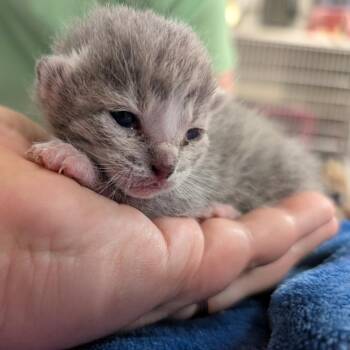 Towne 3 -  Domestic Short Hair Cat for Adoption in Titusville, Florida - Towne 3 | PetCurious