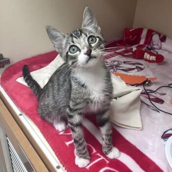 Basil -  Domestic Short Hair Cat for Adoption in Philadelphia, Pennsylvania - Basil | PetCurious