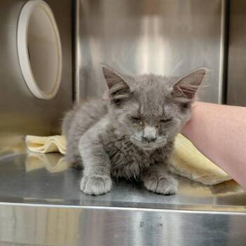 WILLIWISP -  Domestic Long Hair Cat for Adoption - WILLIWISP | PetCurious
