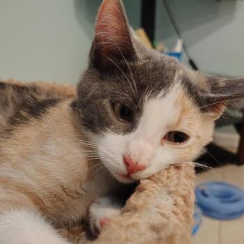 Delilah -  Domestic Short Hair Cat for Adoption in Reisterstown, Maryland - Delilah | PetCurious