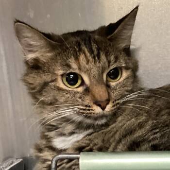 Rescue Domestic Medium Hair Cats for Adoption in Greenville, South Carolina - Cucumber | PetCurious