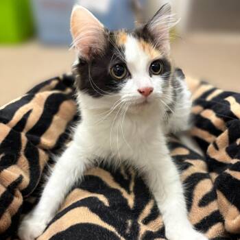 Domestic Long Hair Cats Available for Adoption in East Hampton, New York - Syrup | PetCurious