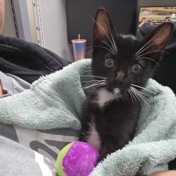 Rescue Domestic Short Hair Cats for Adoption in Missouri City, Texas - Whiskey Hopper | PetCurious