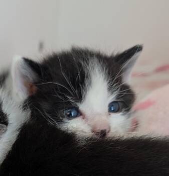 Rowan -  American Shorthair Cat Available for Adoption in Greenfield, Indiana - Rowan | PetCurious