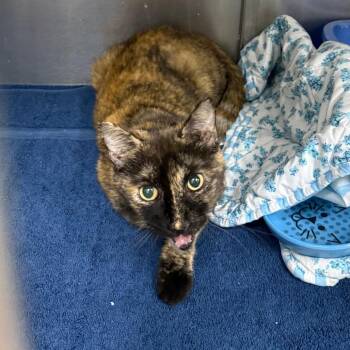 Kitty -  Domestic Short Hair Cat for Adoption in Lake Panasoffkee, Florida - Kitty | PetCurious