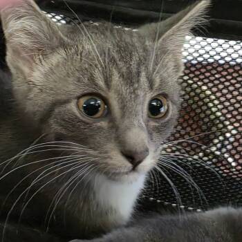 Rescue Domestic Short Hair Cats for Adoption in Huntington, West Virginia - Maple | PetCurious