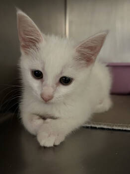 Rescue Domestic Short Hair Cats for Adoption in Emerald Isle, North Carolina - Tartar | PetCurious