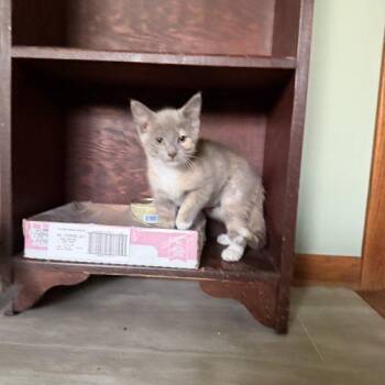 Helene -  Domestic Short Hair Cat for Adoption in Kenosha, Wisconsin - Helene | PetCurious