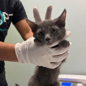 Rubey -  Domestic Short Hair Cat for Adoption in Mooresville, North Carolina - Rubey | PetCurious