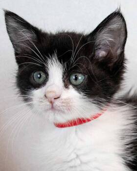 Kaden -  Domestic Medium Hair Cat for Adoption in Kennesaw, Georgia - Kaden | PetCurious