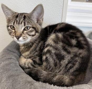 Haven -  Domestic Short Hair Cat for Adoption in Venice, Florida - Haven | PetCurious
