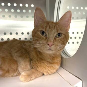 Domestic Short Hair Cats Available for Adoption in Clavet, Saskatchewan - Ember | PetCurious