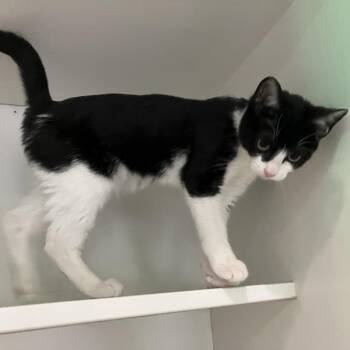 Domestic Short Hair Cats Available for Adoption in Oak Park, Illinois - Tristan | PetCurious