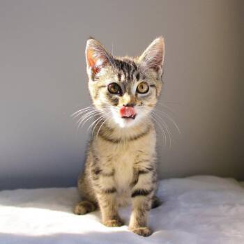 Nadine -  Tabby Cat for Adoption in Wayne, New Jersey - Nadine | PetCurious