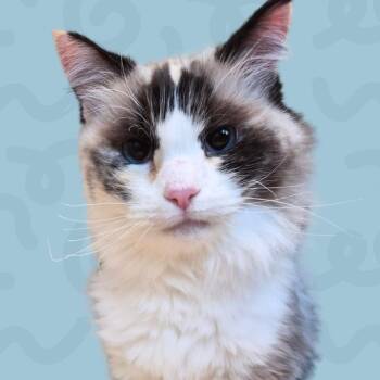 Willow -  Domestic Medium Hair and Ragdoll Cat for Adoption in Reno, Nevada - Willow | PetCurious