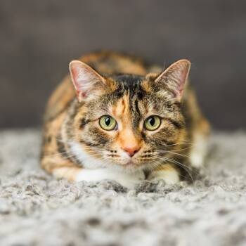 Rescue Domestic Short Hair Cats for Adoption in Saint Paul, Minnesota - Queen Anne | PetCurious