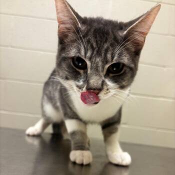Domestic Short Hair Cats Available for Adoption - Wonton | PetCurious
