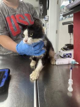 Sylvie -  Domestic Short Hair Cat for Adoption in Marietta, Georgia - Sylvie | PetCurious