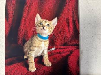 PINTO BEAN -  Domestic Short Hair Cat for Adoption in Grand Prairie, Texas - PINTO BEAN | PetCurious