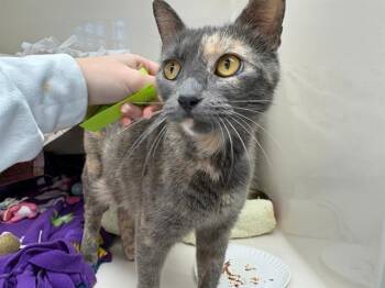 Domestic Short Hair Cats Available for Adoption - SCARLET | PetCurious