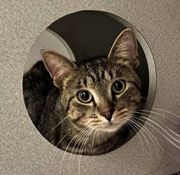 Ryder -  Domestic Short Hair Cat for Adoption in Mason City, Iowa - Ryder | PetCurious