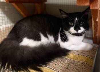 Rescue Domestic Long Hair Cats for Adoption in Saint Clairsville, Ohio - Titan | PetCurious