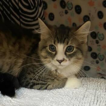 Ronnie -  Domestic Short Hair Cat for Adoption in Blasdell, New York - Ronnie | PetCurious