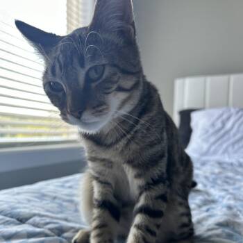 Wood -  Domestic Short Hair Cat for Adoption in Lynchburg, Virginia - Wood | PetCurious