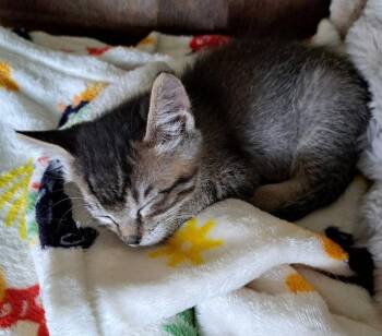 Tiktok -  Tabby and Abyssinian Cat for Adoption in Rosenberg, Texas - Tiktok | PetCurious