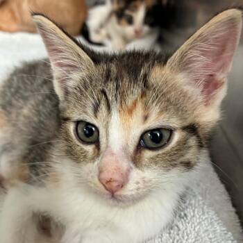 Uakari -  Domestic Short Hair Cat for Adoption in Ojai, California - Uakari | PetCurious