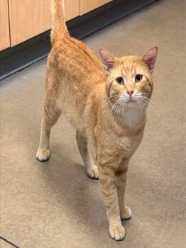 SPAGHETTI-O -  Domestic Medium Hair Cat for Adoption in Minneapolis, Minnesota - SPAGHETTI-O | PetCurious
