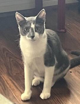 Domestic Short Hair Cats Available for Adoption in Magnolia, Texas - Primrose | PetCurious