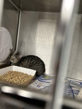 A1266209 -  Domestic Short Hair Cat for Adoption in Charlotte, North Carolina - A1266209 | PetCurious