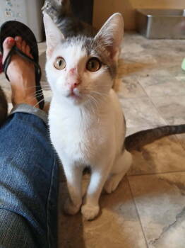 Rescue Domestic Short Hair Cats for Adoption in Thatcher, Arizona - Kiki | PetCurious