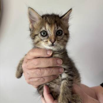 Maisey -  Tabby Cat for Adoption - Maisey | PetCurious