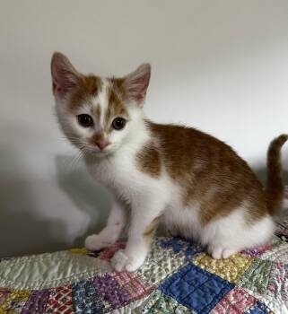Mystik Dan -  Tabby and Domestic Medium Hair Cat for Adoption in Georgetown, Kentucky - Mystik Dan | PetCurious
