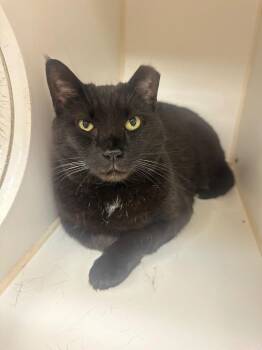 Walker/Sunshine (timberlake) -  Domestic Short Hair Cat for Adoption in Johnson City, Tennessee - Walker/Sunshine (timberlake) | PetCurious