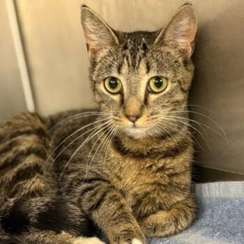 Domestic Short Hair Cats Available for Adoption in Fort Worth, Texas - Lindy | PetCurious