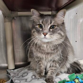 Domestic Medium Hair Cats Available for Adoption in Salt Lake City, Utah - Boozle | PetCurious