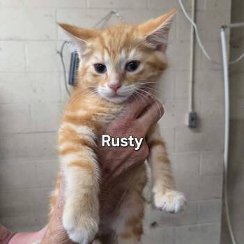 Rusty -  Domestic Short Hair Cat for Adoption in Madison, Wisconsin - Rusty | PetCurious