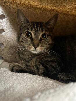 Porcini -  Domestic Short Hair Cat for Adoption in Raleigh, North Carolina - Porcini | PetCurious