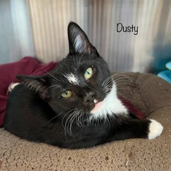 Dusty -  Domestic Short Hair Cat for Adoption in Knoxville, Tennessee - Dusty | PetCurious