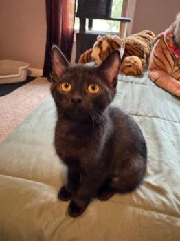 Domestic Short Hair Cats Available for Adoption in Mokena, Illinois - Lady Venus | PetCurious