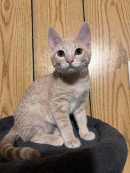 Toulouse -  Domestic Short Hair Cat for Adoption in Logan, Utah - Toulouse | PetCurious