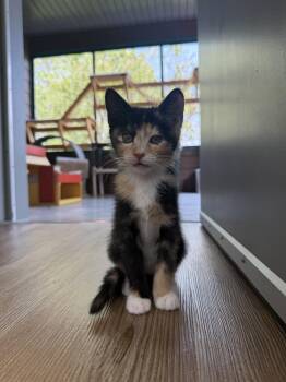 Banks -  Domestic Short Hair Cat for Adoption in Salmon, Idaho - Banks | PetCurious