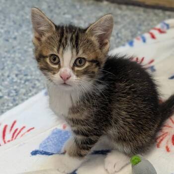Corona -  Domestic Short Hair Cat for Adoption in Prairie Du Chien, Wisconsin - Corona | PetCurious