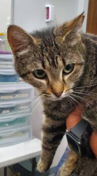 Domestic Medium Hair Cats Available for Adoption in Denham Springs, Louisiana - Nikki (PA) | PetCurious